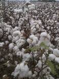 control del picudo en el cultivo del algodon.