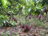 cacao cultivado en la parroquia de Majua provincia de Esmeraldas en Junio del 2014