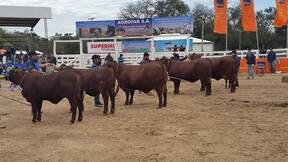 gran Campeonato hembras en la expo trebol 2014