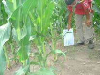 ensayo de fertilizacion en maiz