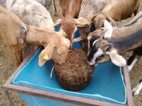 Suplementación con bloques nutricionales para cabras en pastoreo