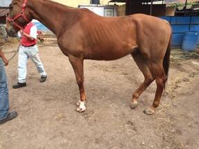 Laminitis o tendon flexor