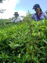 Cultivos tropicales- Selva Peruana