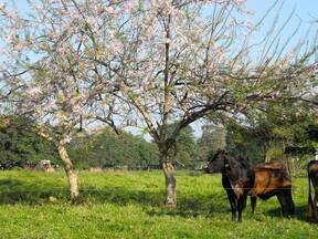 Rancho San Ricardo