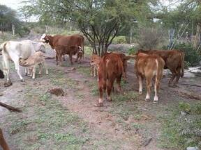 mas crias del toro 197 brangus rojo en vacas comerciales