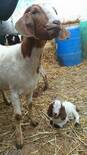 mis cabras boer