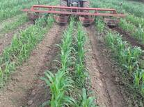 Control mecánico de maleza y drenaje de cultivo de sorgo forrajero en trópico húmedo.