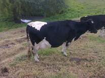 genotipo vaca lechera(cuales son)