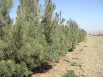 plantaciòn perimetral de pino gregy