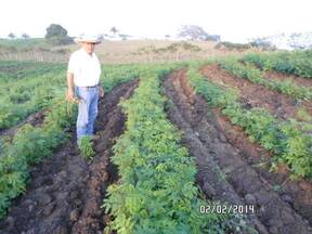 cultivo de leucaena cuninhamm,