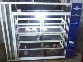incubadora para huevos de avestruz del Profesor. Ingeniero. William Betancourt