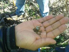 gallina ciega en el cultivo del maiz