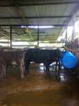 limpieza y alimentación bovino