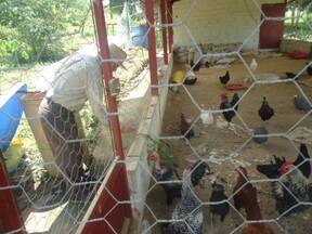 ALIMENTANDO LAS AVES CON MORINGA