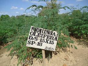 MORINGA OLEIFERA