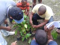 productres realizando practica de injertío en vivero de cacao.