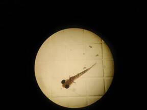 Larva de barramundi