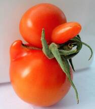 Un enjambre de un tomate