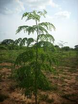 ARBOL DE MORINGA