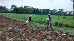 Proceso de Siembra (1)