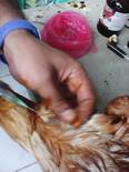 vacunando gallinas