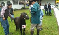 JUZGAMIENTO EQUINO