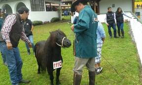 JUZGAMIENTO EQUINO