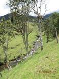 quebrada la cristalina que baña la finca, afluente del río tuamo