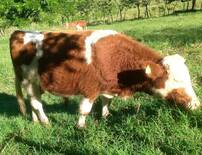 Simmental puo