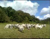 Vacas Brahaman pastoreando
