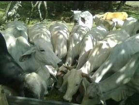 Vacas Brahman comiendo pasto de corta, con urea y melaza