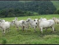 Vacas Brahman