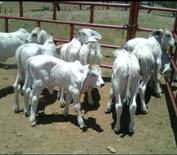 Nuevas crias Brahman