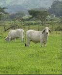 Novilla Brahman