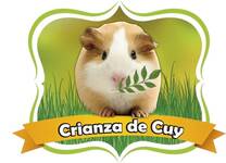 crianza de cuyes