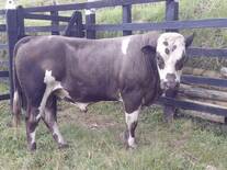 Toro Holstein x simental