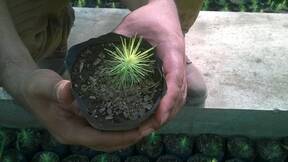 Otra vista del amarillamiento en el plantin de pino radiata.