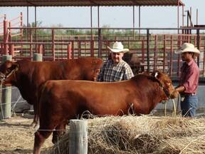 Subasta Selecta Red Angus Coahuila 2015