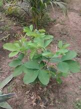 planta fenobreco