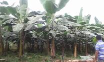 plantación