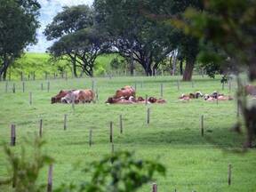 potrero de vacas gyr lecheras.