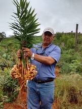 Kion cultivar'brasil'