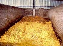Feedlot. Pulpa de citrus en celda cubierta con drenaje