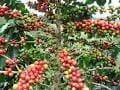 necesidades nutricionales del cultivo de cafe