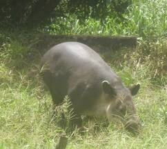 tapir