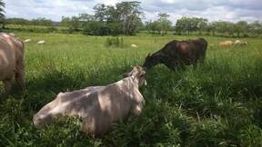 Vacas mestizas Carora, Holstein N. y Pardo