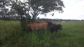 Vacas lactantes bajo pastoreo