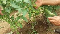 tomate  con barbary plante g2
