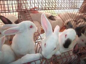 Conejos en engorde en jaula Polivalente