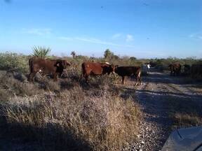 toro 6700 beefmaster linea Lasater, de la ganadería faja de oro beefmaster con lote de vacas comerciales en matorral desértico